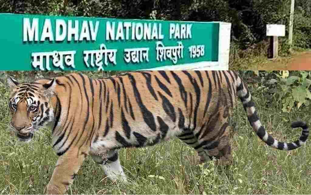मध्य प्रदेश के 9वें टाइगर रिजर्व का आज होगा शुभारंभ, जंगल में छोड़े जाएंगे बाघ और बाघिन