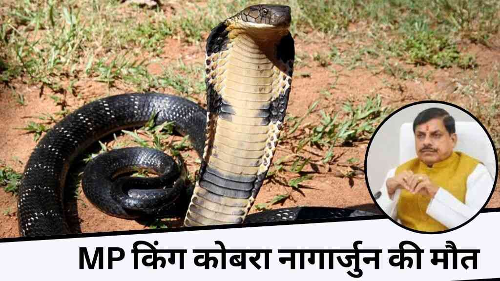 MP में फिर से तेज़ होगी किंग कोबरा प्रोजेक्ट की रफ्तार, नागार्जुन की मौत के बाद उठाए जा रहे बड़े कदम
